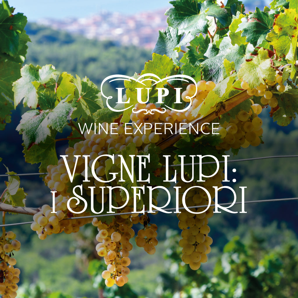 Wine Experience - I segreti dei vini del Ponente Ligure